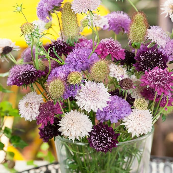 Outsidepride 200 Seeds Perennial Dwarf Double Scabiosa Pincushion Flower Seed Mix for Planting
