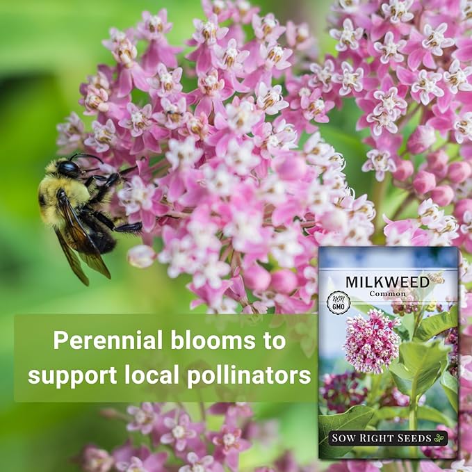 Sow Right Seeds - Common Milkweed Seeds for Planting - Attract Monarch Butterflies to Your Garden - Non-GMO Heirloom Seed Packet with Full Instructions to Plant - Perennial Plant for Pollinators (1)