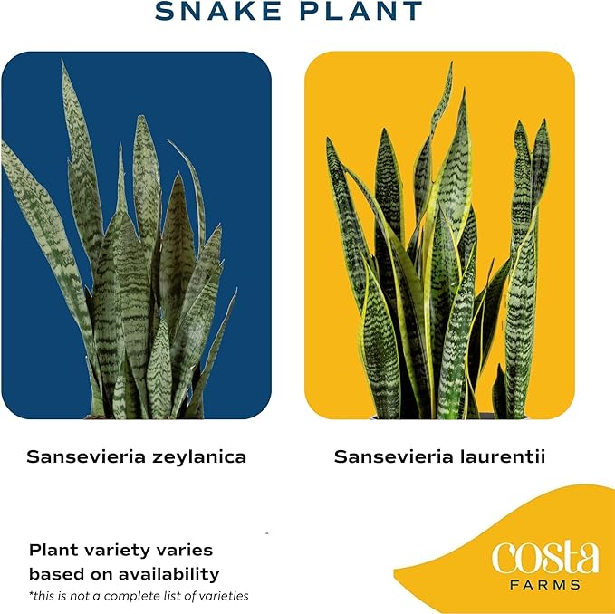 Costa Farms Snake Plant (4-Pack), Live Indoor and Outdoor Sansevieria Plants, Easy Care Live Succulent Houseplants Potted in Nursery Pots, Potting Soil, Porch, Office and Home Decor, 8-Inches Tall