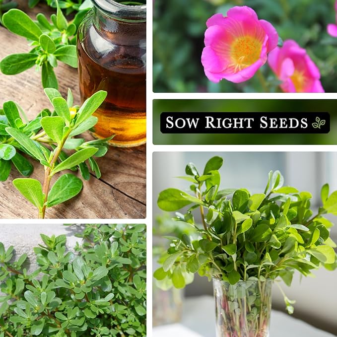 Sow Right Seeds - Purslane Seeds for Planting - Non-GMO Heirloom Packet with Instructions to Grow an Outdoor or Indoor Vegetable Garden - Rare Edible & Culinary Variety - Medicinal Benefits & Uses (1)
