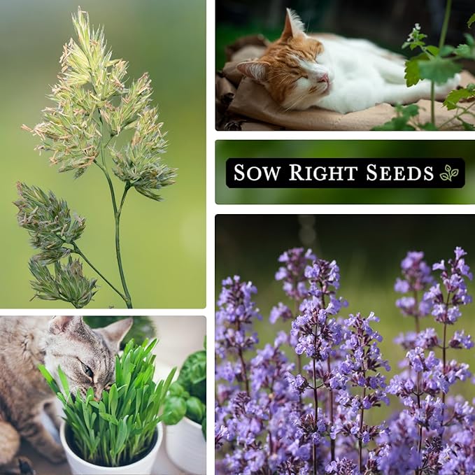 Sow Right Seeds - Catnip and Cat Grass Seed Collection for Planting Indoors or Outdoors - Includes Popular Herb Catnip and Cat Grass (100% Sweet Oat Grass) - Non-GMO Heirloom Packet - Pet Friendly