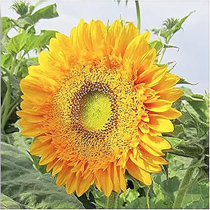 Double Sun Sunflower Seeds - Plants Grow up to 6 Feet