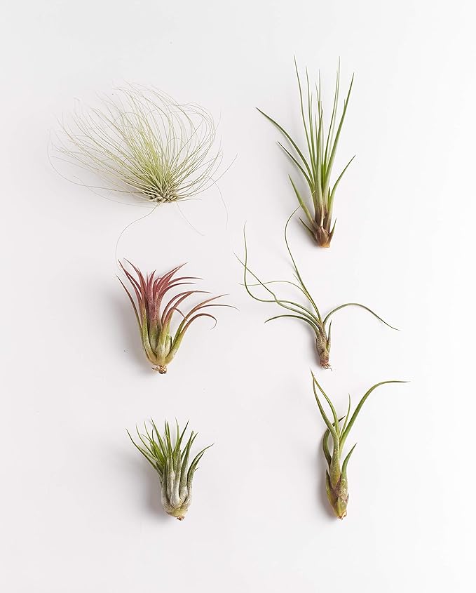 Shop Succulents Bromeliad Collection Hand Selected Variety of Tillandsia Ionantha, Purifying Live Indoor Air Plants