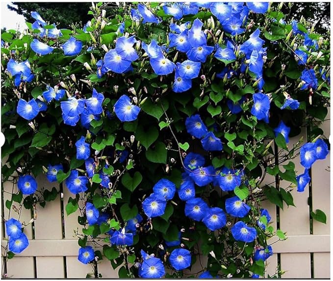 Morning Glory Seed Mix of Blue, Purple, White, Rose Vine Seeds