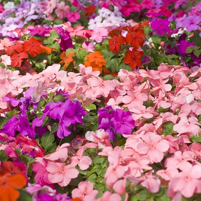 Mixed Impatiens Seeds for Planting - 300 Balsamina Balsam Camellia Impatiens Seeds Annual Flowers for Planting