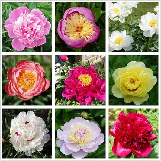 Peony Mix 25+ Seeds Flowers Planting for Outdoor Indoor