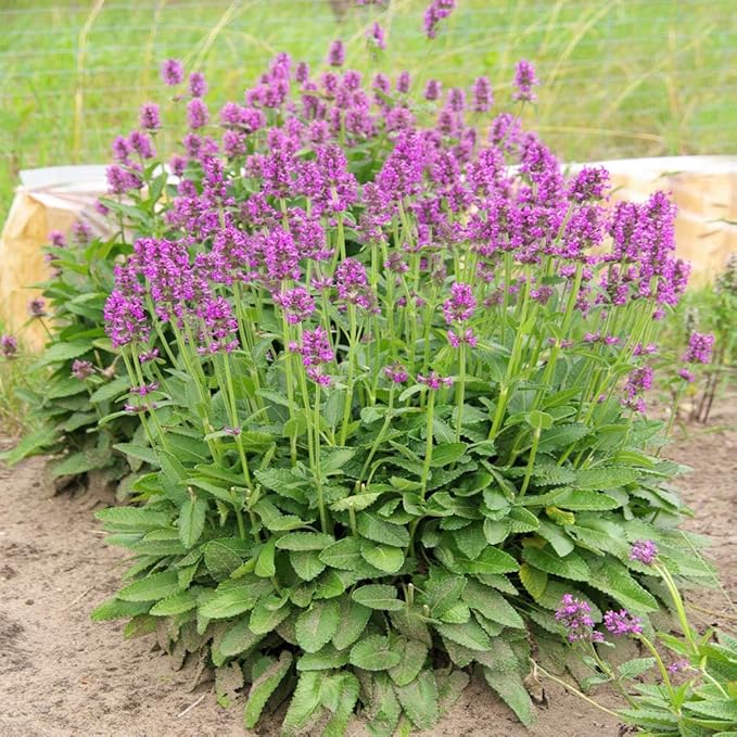 Outsidepride 50 Seeds Perennial Stachys Macrantha Lamb's Ear Flower Seeds for Planting