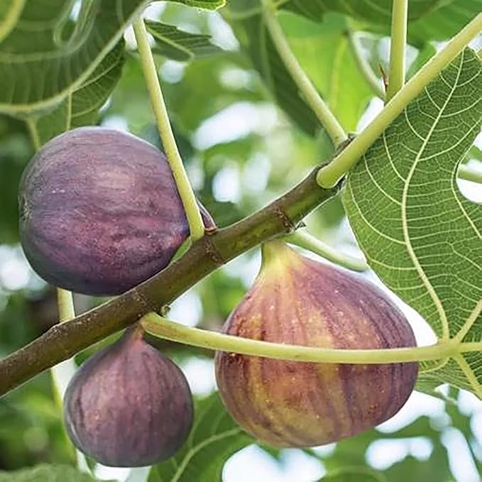 2.25 Gallon Fig Black Mission Fig Shrub