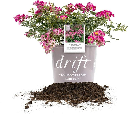 PERFECT PLANTS PINK-3-Gallon Rose Live Plant, 3 Gallon, Includes Care Guide