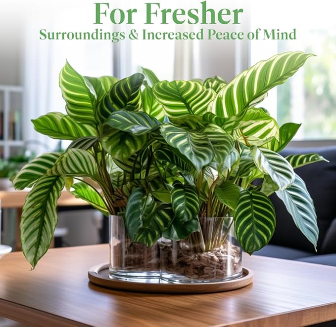 American Plant Exchange Live Assorted Calathea Plants, Prayer Plants, Plant Pots for Home and Garden Decor, 4" Pot, Pack of 3