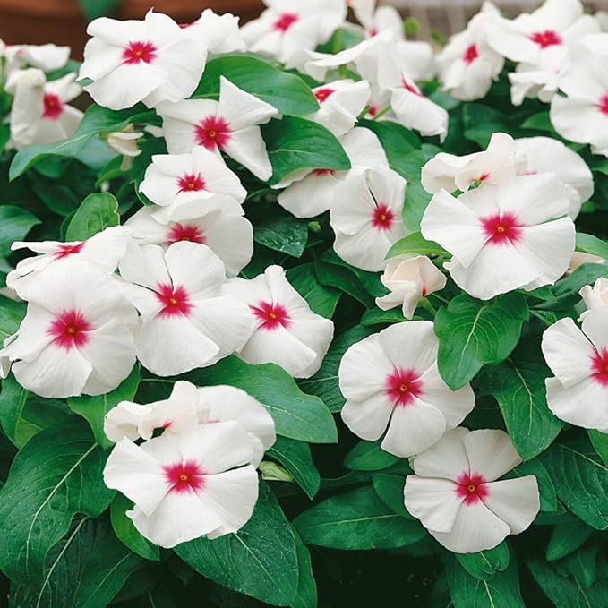 Outsidepride 2000 Seeeds Annnual Vinca Periwinkle Bright Eyes Ground Cover & Flower Seed for Planting