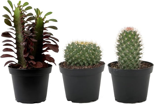 Costa Farms Cactus Live Indoor Plants, Cactus Décor 7 to 10-Inches Tall 10-Inches Tall, Assortment, Fresh From Our Farm