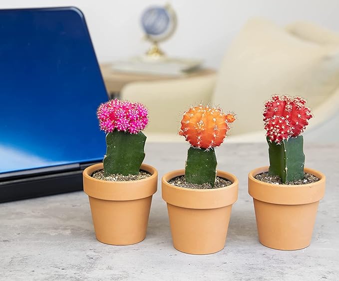 Grafted Cactus Plants Live in Clay Pots for Plants (3 PK), Live Cactus Plant in Cactus Soil Potting Mix, Live Mini Cactus Succulents Plants Live Cacti, Live Succulents in Cactus Pot by Plants for Pets