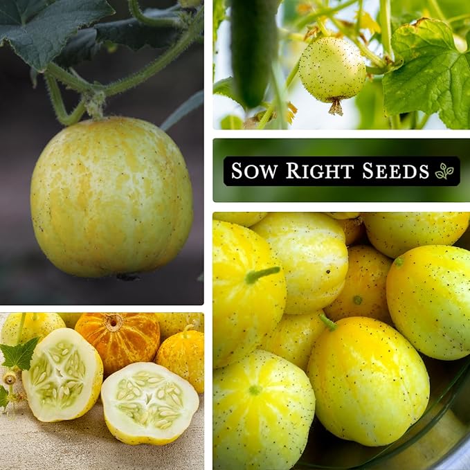 Sow Right Seeds - Lemon Cucumber Seeds for Planting - Non-GMO Heirloom Seeds with Instructions to Plant and Grow a Home Vegetable Garden - Unique Round Variety with Melon Flavor for Outdoors (2)