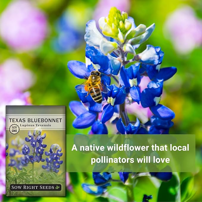 Sow Right Seeds - Texas Bluebonnet Seeds to Plant - Non-GMO Heirloom Seeds -Full Instructions for Planting - Beautiful Perennial Blue Blooms -Sweet Addition to Your Yard (3)