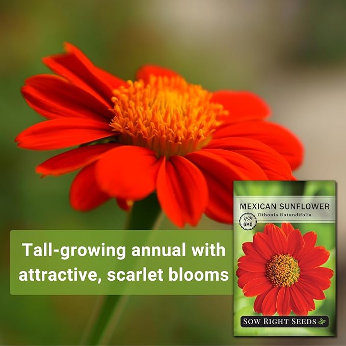 Sow Right Seeds - Mexican Sunflower Seeds for Planting - Non-GMO Heirloom Packet with Instructions for Growing - Bright Orange Blooms, Super Tall Stalks - Enjoys Outdoors or Indoors as Cut Flower (3)