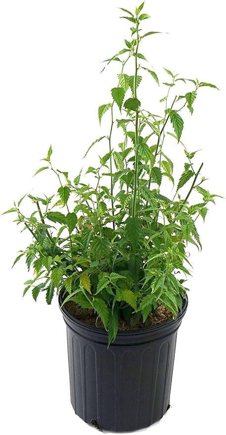 Kerria japonica 'Golden Guinea' (Japanese Kerria) Shrub, yellow flowers, #2 - Size Container