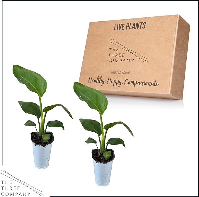 Bird of Paradise - Live Accent Plant (2 Per Pack), White - 12" Tall by 5" Wide in 1 Qt Pot