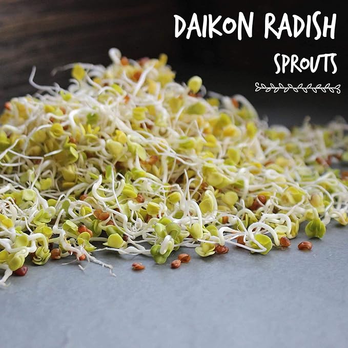 Organic Radish Sprouting Seeds - 1 Pound Non-GMO Daikon Radish Seeds - Plant & Grow Microgreens Indoors