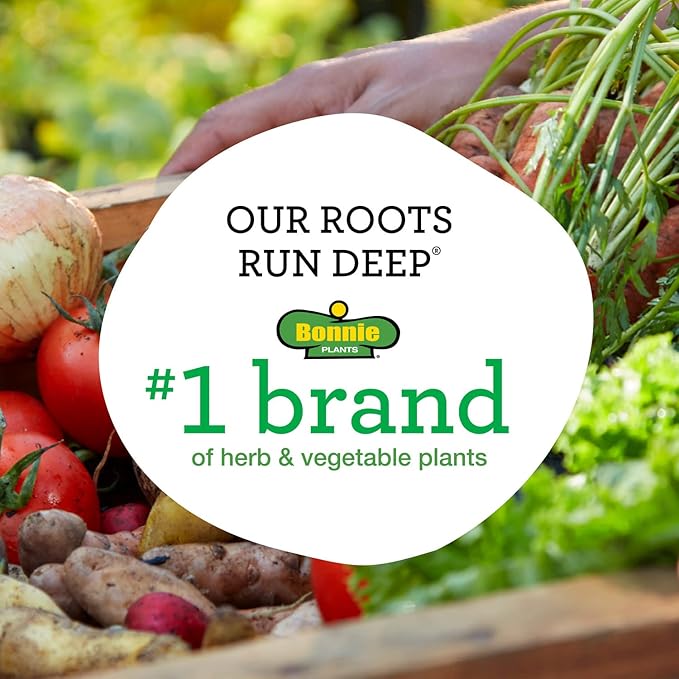 Bonnie Plants Garden Sage Live Herb Plants - 4 Pack, Easy To Grow, Non-GMO, Perennial In Zones 5 to 8, Key Ingredient Of Poultry Seasoning & Turkey Stuffing