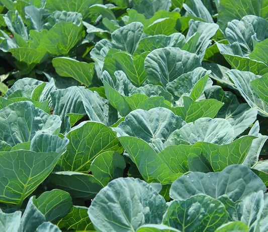 Collard Green Seeds for Planting - Plant & Grow Georgia Southern Collards - Full Planting Instructions to Plant a Home Outdoor Vegetable Garden - Great Gardening Gift, 5 Packets