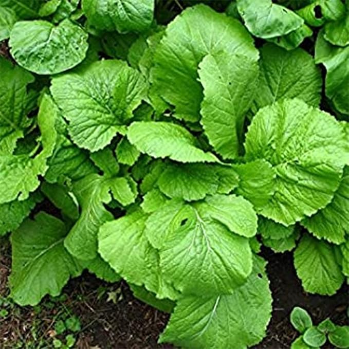 4000+ Florida Broadleaf Mustard Seeds for Planting Vegetable Seeds for Green Leaf Non-GMO Heirloom Garden Seed Small GAI Choi Cải bẹ xanh