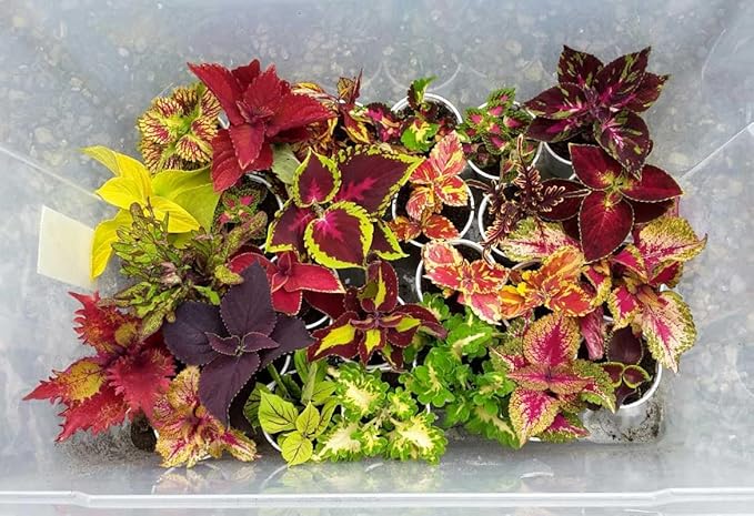 100+ Seeds Coleus Variety Mix (Black Dragon, Chocolate Covered Cherry, Wizard Coral Sunrise, French Quarter, Watermelon, Wizard Rose, Wizard Jade) - Flower Multicolor