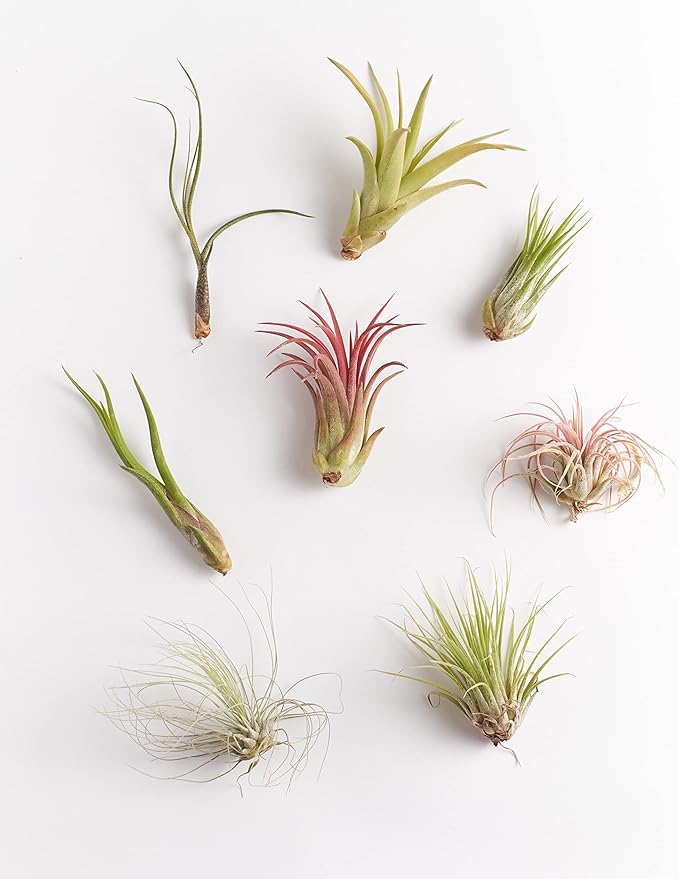 Shop Succulents Bromeliad Collection Hand Selected Variety of Tillandsia Ionantha, Purifying Live Indoor Air Plants