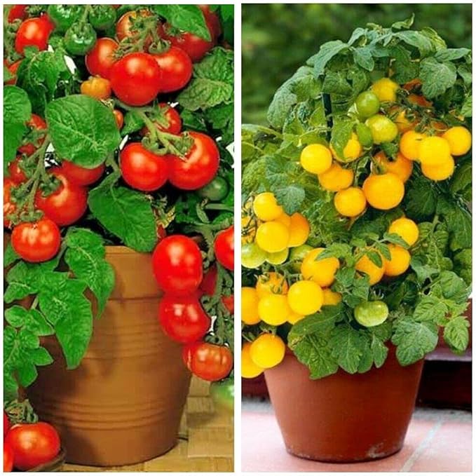 100 Seeds Indoor Cherry Tomato Dwarf Red and Yellow Tomato Rare Vegetable Heirloom Seeds