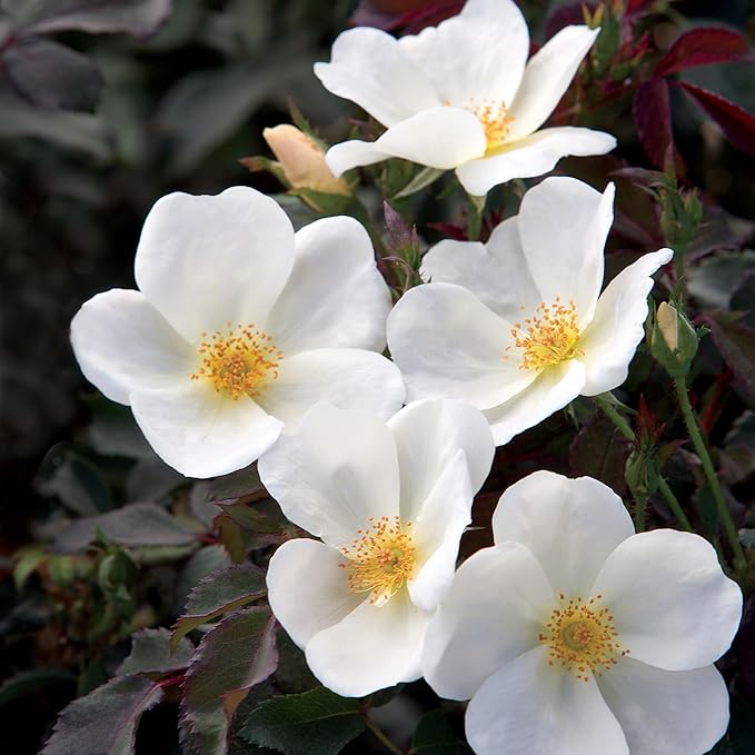 2 Gallon Knock Out Rose White Shrub