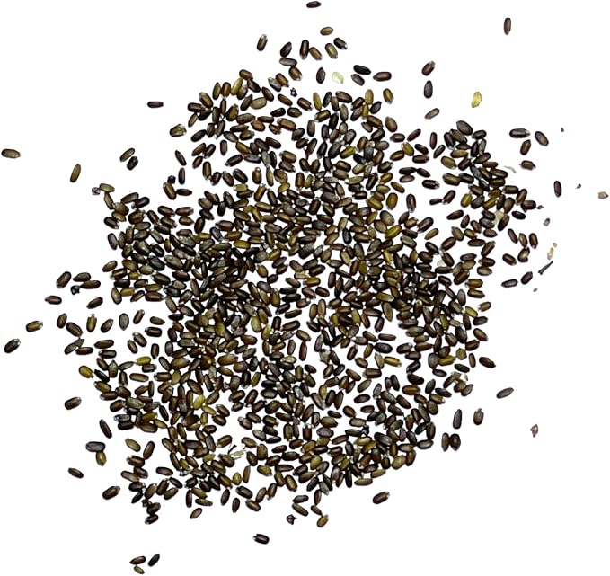 Seed Needs, Wild Bergamot Bee Balm Seeds - 400 Heirloom Seeds for Planting Monarda fistulosa - Attracts Honeybees, Bumblebees, Butterflies & Other Pollinators (5 Packs)