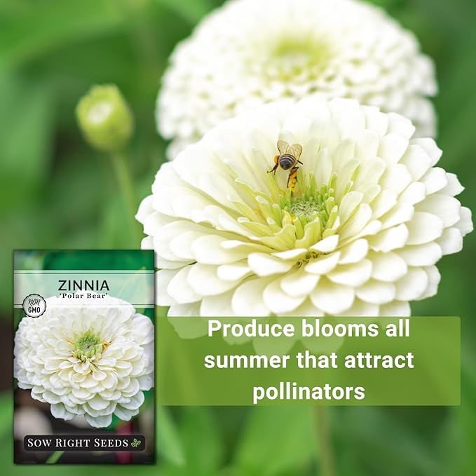 Sow Right Seeds - Zinnia Polar Bear Flower Seeds for Planting - Beautiful Flowers to Plant in Your Home Garden - Non-GMO Heirloom Packet - White Blooms Attract Pollinators - Cut and Come Again (3)