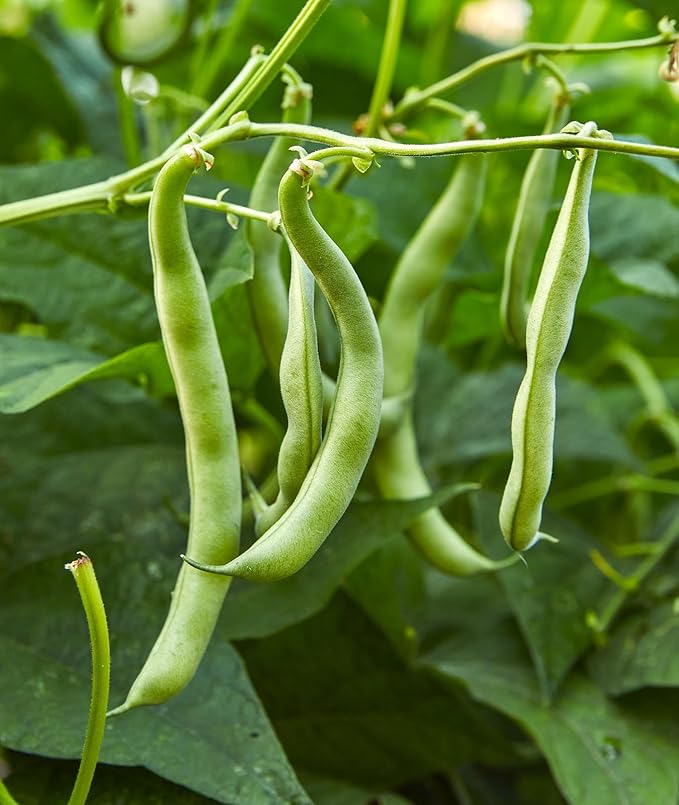 Burpee Blue Lake 274 Bush Bean Seeds 8 ounces of seed