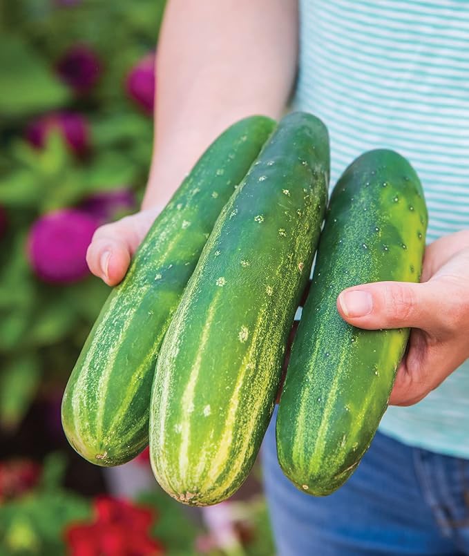 Burpee 'Straight Eight' Slicing Cucumber Seeds, 200 Non-GMO seeds, Heirloom