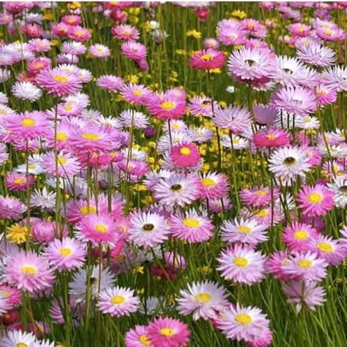 Paper Daisy Seeds - Helipterum Roseum - Approximately 1000 Seeds