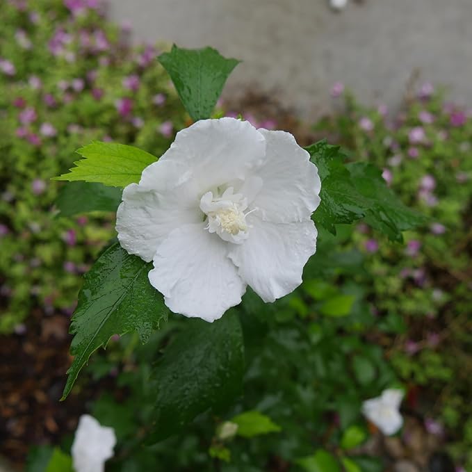 2 Gallon Proven Winners Hibiscus White Pillar Shrub
