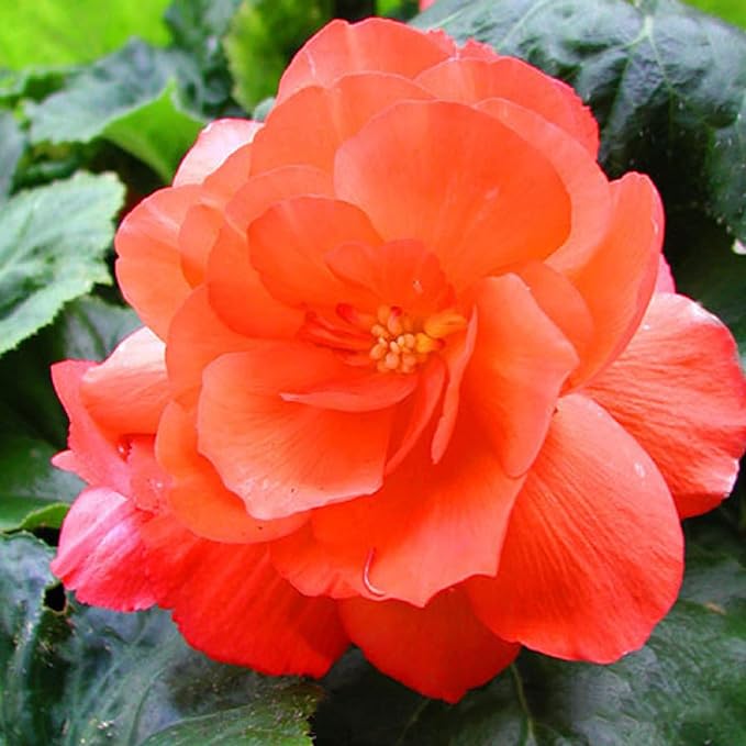 CHUXAY GARDEN Orange Camellia Flower Seed 50 Seeds Great Shrub Plant Ornamental Flowering Plant Perfect Courtyard Flower