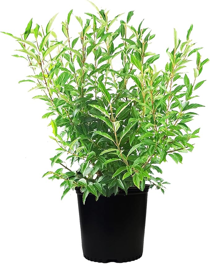 Forsythia X intermedia 'Lynwood Gold' (Forsythia) Shrub, yellow flowers, #3 - Size Container