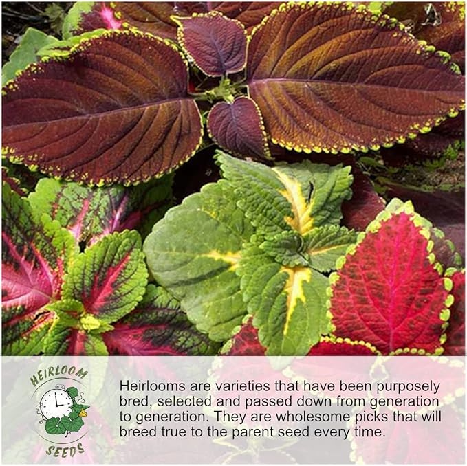 Seed Needs, 750+ Sunflower Sunset Blend Flower Seeds for Planting (Helianthus annuus) 7 Varieties Mix, Heirloom & Open Pollinated for The Butterfly Garden - Bulk