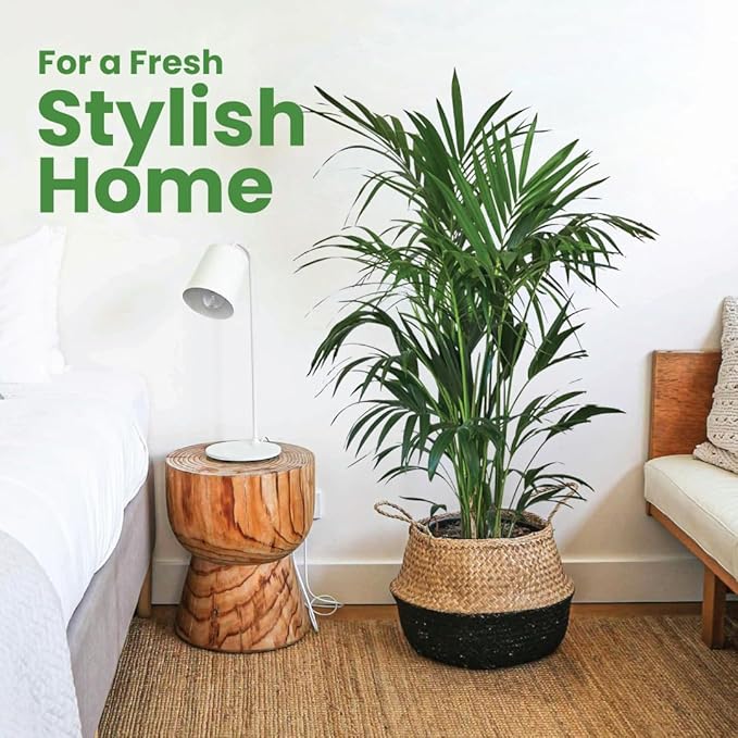 American Plant Exchange Kentia Palm Live Plant, 10-Inch Pot, Large Exotic Houseplant, Green Foliage