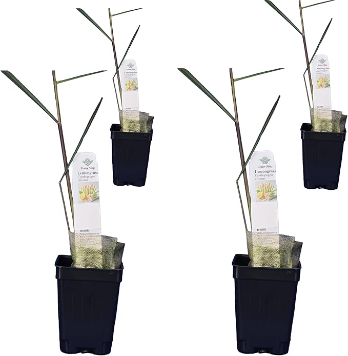 Lemongrass - Cymbopogon citratus. Live Plant. Fragrant, Fresh, Edible. Easy Grow. Indoor/Outdoor. (4 Lemongrass in Cup)