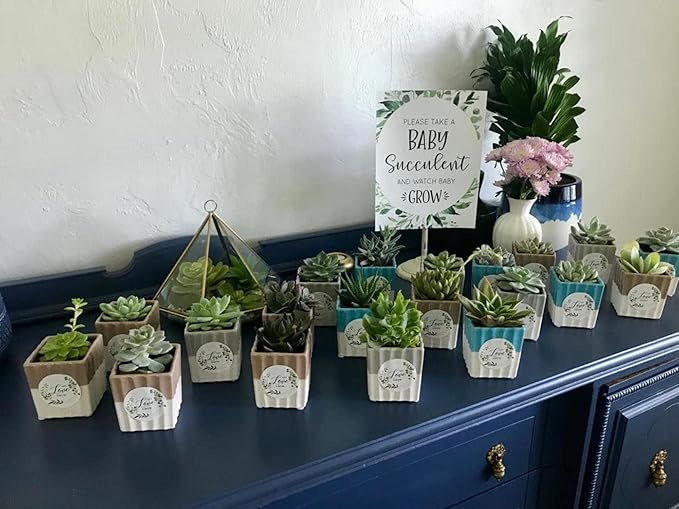 Costa Farms Grower Pot, 4-Pack Echeveria Succulents Live Indoor Plant 3-Inches Tall, in Grower's Pot