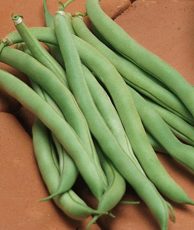 Burpee White Half Runner Pole Bean Seeds 2 ounces of seed