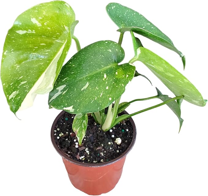 Monstera Thai Constellation 4" Planter - Variegated Monstera Live Plant - 6" to 10" Overall Height - Tropical Plants of Florida