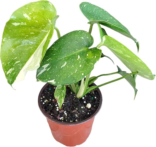 Monstera Thai Constellation 4" Planter - Variegated Monstera Live Plant - 6" to 10" Overall Height - Tropical Plants of Florida