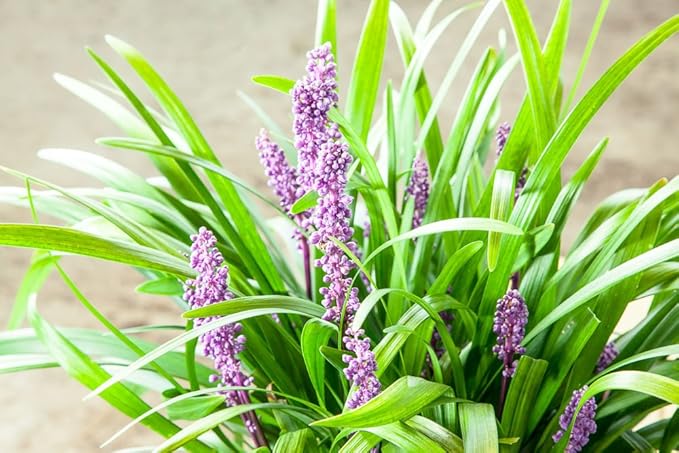 Royal Purple LIRIOPE - Size: 1 Gallon, Live Plant, Includes Special Blend Fertilizer & Planting Guide