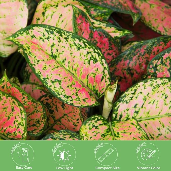 American Plant Exchange Aglaonema Hot Pink Wishes, 5-Inch Pot, Stunning Pink & Red Color, Small, Easy Care Live Plant for Home & Office