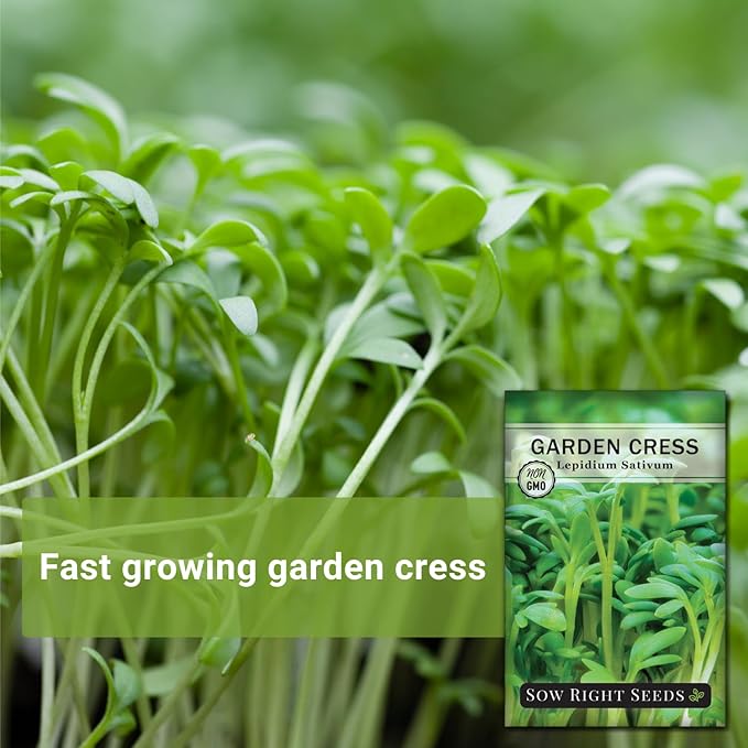 Sow Right Seeds - Garden Cress Seeds for Planting - Non-GMO Heirloom Packet with Instructions to Plant and Grow a Kitchen Herb Garden - Indoors or Outdoors - Edible Leaves and Cute Filler (2)