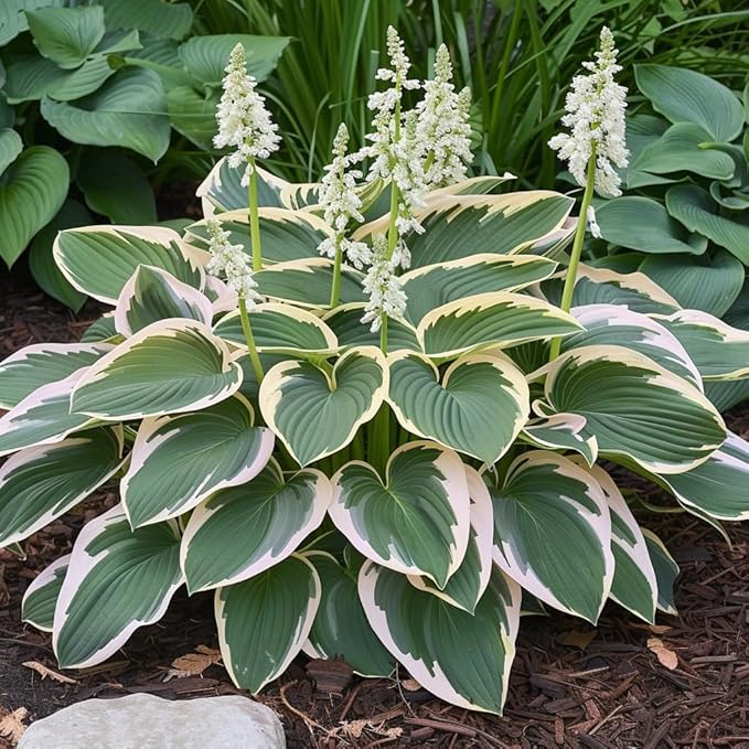 Hosta Mix Plant Seeds for Planting | Shade-Loving Perennial | Ideal for Borders, Garden Beds, and Containers (Pack of 100 Seeds)
