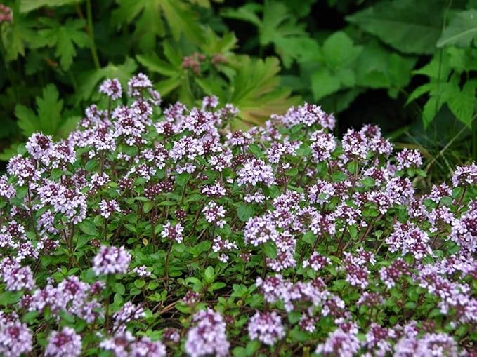 Mix Creeping Thyme Seeds for Planting, Ground Cover Plants - 1000 Pcs